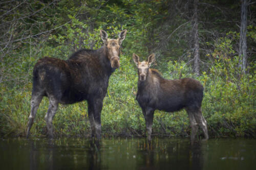 cropped-Paddle-of-the-path-david-jackson-moose-scaled-1.jpg